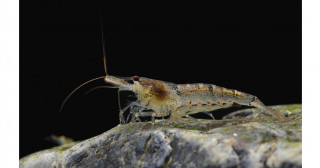 琵琶湖流域におけるカワリヌマエビ類の実態を解明―1世紀ぶりの在来種の発見と外来種の分布拡大を報告―