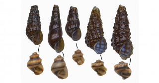 琵琶湖から現生カワニナの3新種を発見―古代湖における巻貝の種多様性を再評価―