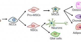 A new method for inducing mesenchymal stem cells from iPS cells without using animal-derived components