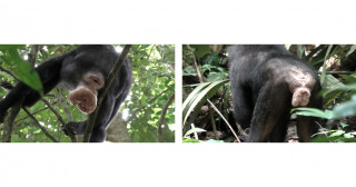 高順位オスのボノボが高い繁殖成功を収める理由が明らかに―メスの性的状態で変わる近接パターンと交尾頻度の分析から―