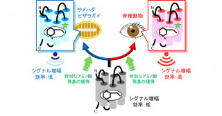 軟体動物にみる視覚進化のパラレルワールド―脊椎動物と無脊椎動物とで運命を異にした光センサータンパク質―