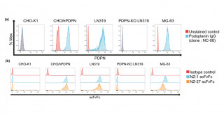 固形がんにも効果のあるヒト化CARの作製に成功