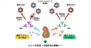 優れたB型肝炎予防ワクチン開発に成功―既存ワクチンの弱点克服へ―