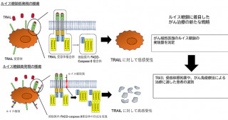 がん免疫療法の効く・効かないは「糖鎖」が鍵！？－がん細胞死を促進する新たな糖鎖構造と制御機構を解明－