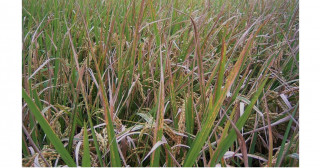 イネが病原菌の感染力の源を検出して免疫を誘導する仕組みを解明―病気に強い植物の開発に期待―