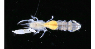 日本海若狭湾から新種スナモグリ類の発見―実験所すぐそばの海底から太平洋初記録の属―