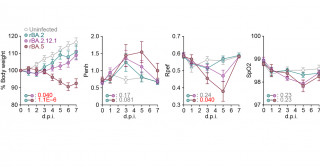 SARS-CoV-2オミクロンBA.5株およびBA.2系統株のウイルス学的性状の解明