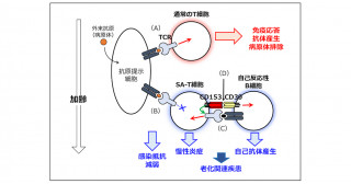 老化T細胞が自己免疫病や慢性炎症疾患を引き起こすメカニズムを解明―老化関連疾患克服への新しいアプローチー