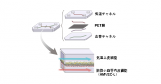 臓器チップ技術を用いて新型コロナウイルスが血管へ侵入するメカニズムを解明〜Claudin-5発現抑制による呼吸器の血管内皮バリア破壊〜