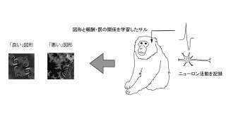 自分にとって「良いもの」「悪いもの」を評価する神経機序の一端を解明―様々な情動価に対するサル脳の扁桃核ニューロン応答の分析から―