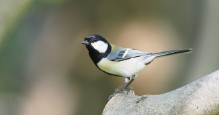 シジュウカラに言語の核：2語を1つにまとめる力（併合）を確認