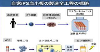 血小板減少症に対するiPS細胞由来血小板の自己輸血に関する臨床研究