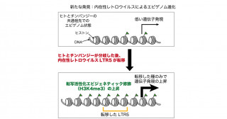 内在性レトロウイルス配列によってヒトのエピゲノムが変化してきたことを発見！～ヒトとチンパンジーのiPS細胞の比較解析から～
