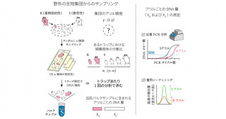 野外の生物集団の遺伝子頻度を効率よく推定する統計モデルを開発－複数個体を一括して抽出したサンプルにおけるDNA量の個体差に対処する－