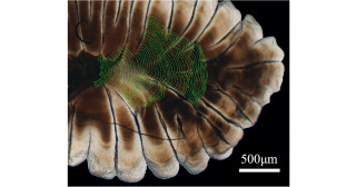 魚類の1日毎の経験水温を世界で初めて解明―謎だらけの魚類生態の理解と資源保全へ―