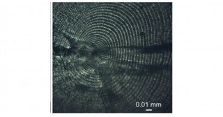 大洋の東西で異なるマイワシの環境応答―耳石が示すグローバル生存戦略の鍵―