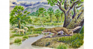 Diego bows to ancestral sabretoothed mammal