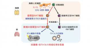 新規の循環型iNKT細胞を発見―抗腫瘍・抗ウイルス感染効果の高い免疫細胞療法の開発への貢献に期待―