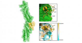 イネがいもち病菌を見つける「目印」の構造を解明