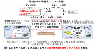 ゲノムストレス応答におけるNAD代謝変動―空間的NAD代謝エピゲノム制御の提唱―