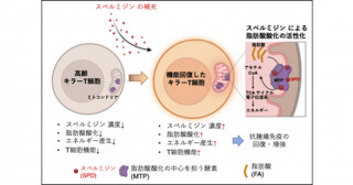 スペルミジンはT細胞の脂肪酸酸化を直接活性化し老化による抗腫瘍免疫の低下を回復させる―スペルミジンによる脂肪酸酸化活性化機構の解明―