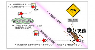害虫がアリの足跡を避けることを発見―厄介な害虫を天然物質で追い払える可能性を開拓―