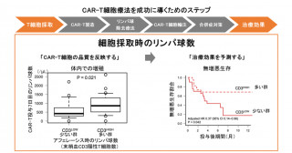 CAR-T細胞の「原料の質」が治療効果と相関―細胞採取時のリンパ球数がCAR-T細胞の体内での増殖と治療効果を予測する―