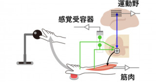 運動指令信号と感覚信号が統合されて運動が作り出される過程を発見－中枢神経系と末梢神経系の大規模神経活動記録から明らかに－