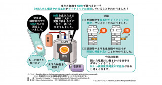 生細胞中の核酸のダイナミクスに光を当てる―生細胞中における挙動は試験管中とは異なる―