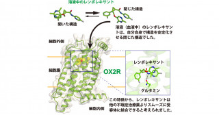 不眠症治療薬が結合したオレキシン受容体の構造を決定―立体構造から合理的新規治療薬開発へ向けて―