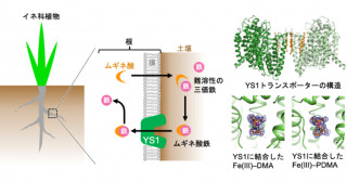 植物が根から鉄を吸収する機構の解明－不良土壌を改善する次世代肥料の開発に期待－