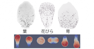 花びらの形が葉と違う仕組みを解明