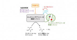 免疫抑制剤の新しい作用メカニズムの解明―FKBP12は真菌のイソロイシン生合成酵素を抑制する―