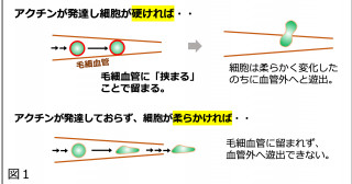 細胞の血行性転移の新たな仕組みを発見ー世界初、新たながん転移抑止戦略の開発にも期待ー