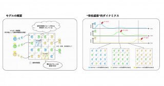 幹細胞の栄枯盛衰のメカニズムを提唱～多細胞組織における階層性と競争原理が織り成す幹細胞ダイナミクス～