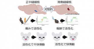 不快感を誘発するセロトニン神経を発見―セロトニン神経の多様性が明らかに―