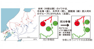 イワナゲノムの違いで地形進化を解明－日本海型・太平洋型・琵琶湖型に3分類 「河川争奪」で分布に変化－