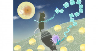 Obesity linked to macular degeneration