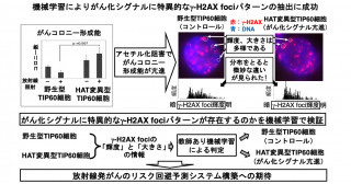 機械学習によるがん化シグナルに特異的なγ-H2AX fociパターンの抽出―ストレス応答予測におけるγ-H2AX fociパターン認識の有効性―