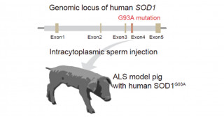 Modeling amyotrophic lateral sclerosis (ALS) in pigs -Developing a new experimental platform to test ALS gene and cell therapies-