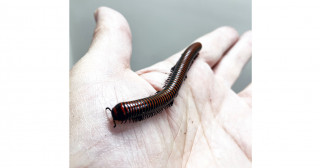 八重山諸島（石垣島と西表島）に生息する日本最大のヤスデであるヤエヤママルヤスデを新種記載