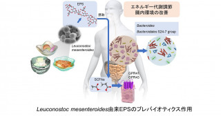 乳酸菌が作る菌体外多糖による腸内環境改善と肥満抑制―新世代ポストバイオティクス成分EPSの機能性とシンバイオティクス乳酸菌―