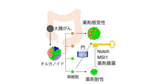 大腸がん細胞の増殖運命の違いと薬剤感受性―その柔軟性を決めるメカニズム―