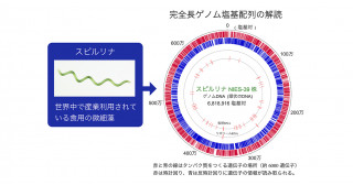 食用藍藻スピルリナの完全長ゲノム塩基配列―光合成による有用物質生産の基盤―