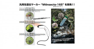 川や池の水を汲むだけで生息する水生昆虫相が判る時代に大きく前進!世界的に希求されてきた昆虫類のDNAバーコーディング解析における汎用性遺伝マーカーを開発