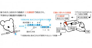予測に基づいて行動を選ぶ脳の回路の発見―2次運動野が担う予測的な行動選択―