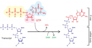 Development of a versatile method to synthesize functional mRNAs with diverse 5' cap structures