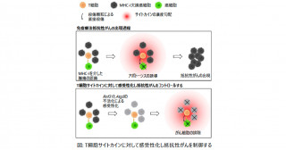 難治性がんの新しい治療標的の解明−T細胞サイトカインに癌細胞を感受性化する−