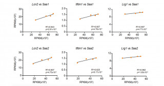 がんに起因して起こる宿主の肝臓の急性期応答と炎症－血清アミロイドαは乳がんモデルにおける肝臓の炎症の原因ではない－