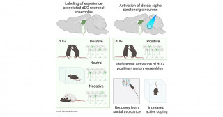セロトニン神経による海馬神経アンサンブル制御―快経験で活性化する神経アンサンブルの選択的再活性化―